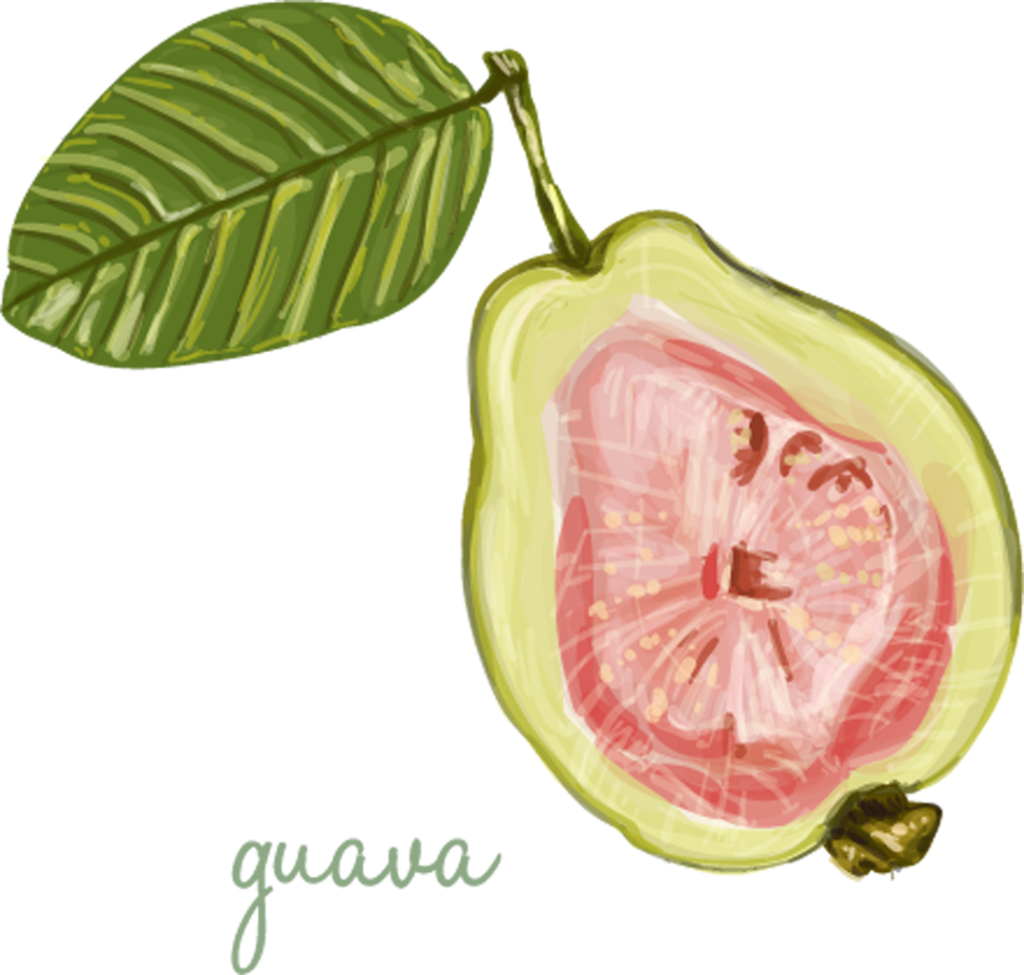 cartoon guava – Honeypng